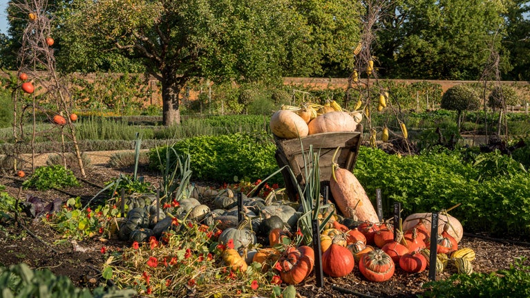 A display of squashes and pumpkins in the Kitchen Garden at Ham House and Garden, Surrey with a tree and other plant plots in the background